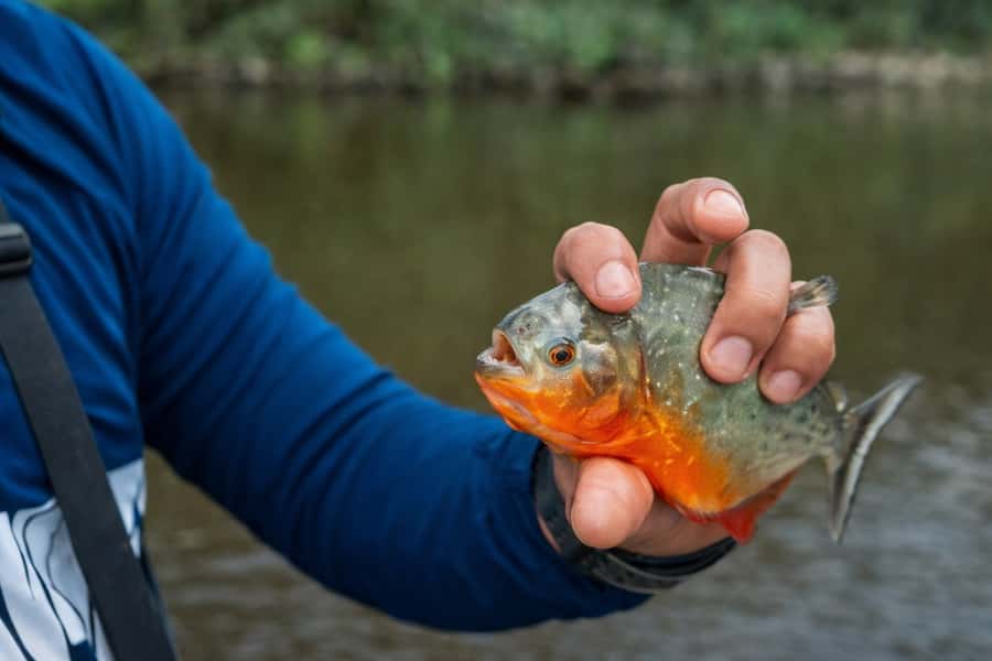 Iquitos to the Amazon: 2-Day Jungle & Wildlife Experience - What the $480 price covers