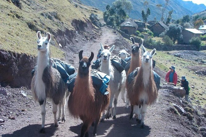 Lares Trek to Machu Picchu: 4-Day Tour - Food, camping, and the value of the $602 price