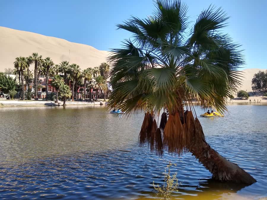 Lima: Ballestas Islands, Huacachina Oasis & Nazca Lines Tour - Huacachina and the desert dunes