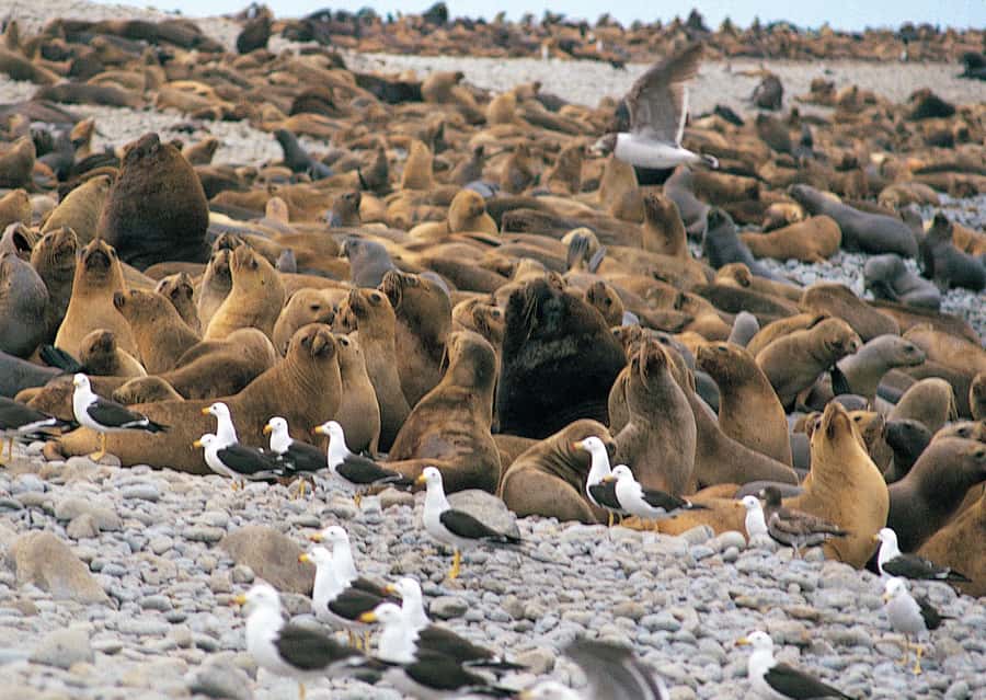 Lima: Ballestas Islands, Winery and Nazca Lines Private Tour - A 4:30 AM start from Lima