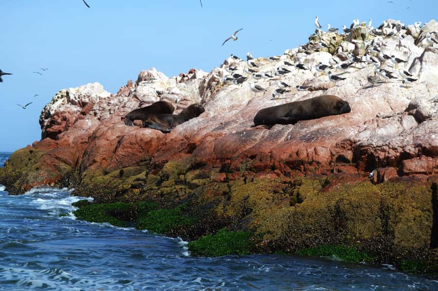 Lima: Ballestas Islands, Winery and Nazca Lines Private Tour - Wine and pisco in Chincha Alta