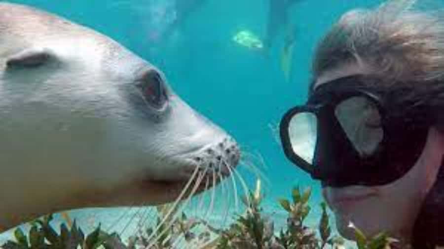Lima | Islas Palomino Tour | Swim with Sea Lions - Five things to know before booking