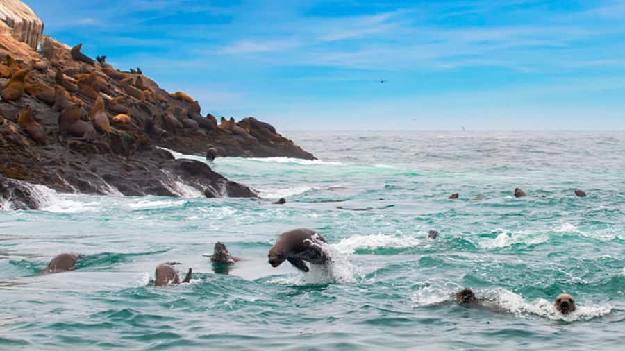 Lima | Islas Palomino Tour | Swim with Sea Lions - Why this Callao boat trip is worth your morning