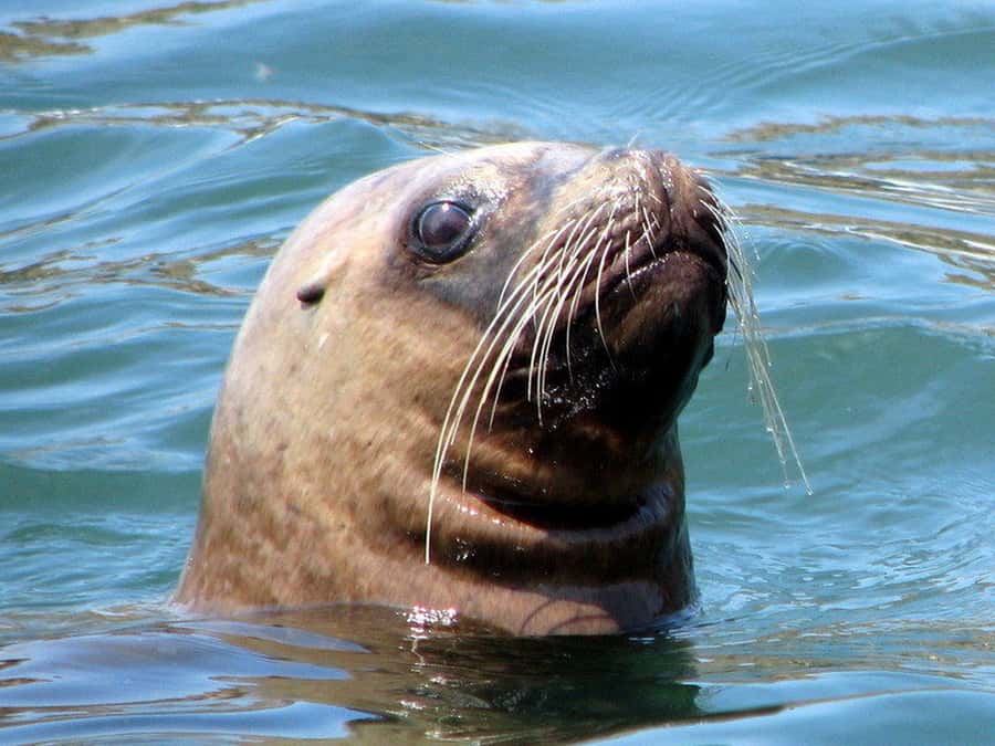 Lima | Islas Palomino Tour | Swim with Sea Lions - What the water encounter feels like in practice