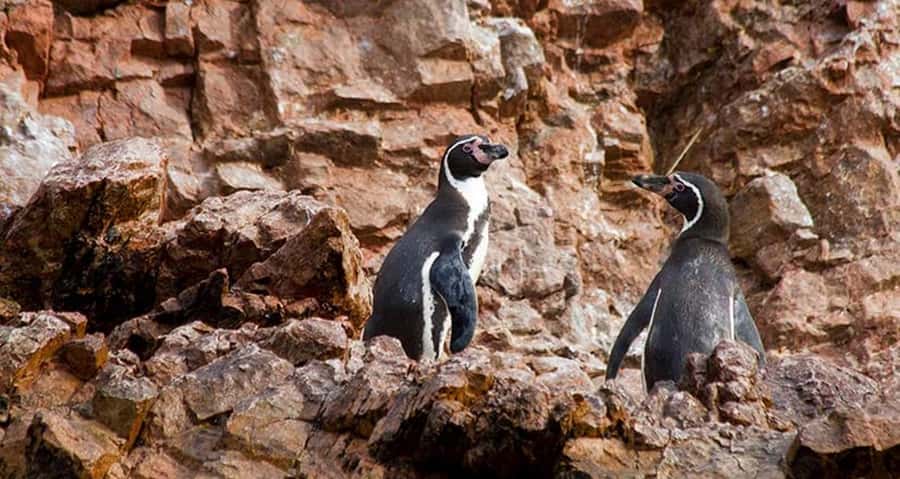 Lima | Islas Palomino Tour | Swim with Sea Lions - The return route and the snack on board