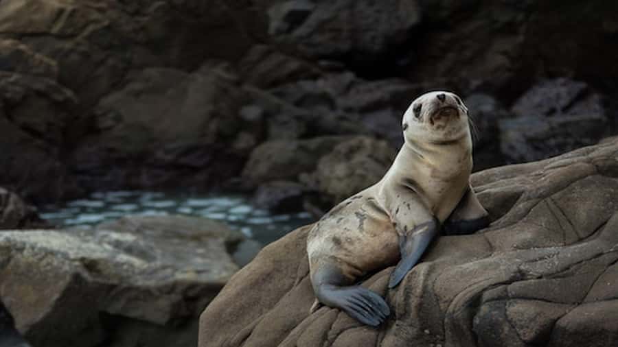 Lima | Islas Palomino Tour | Swim with Sea Lions - Is $79 a good value?