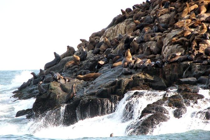 Lima: Palomino Islands Excursion & Swimming with Sea Lions with Hotel Transfers - What swimming with the sea lions is really like