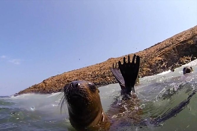 Lima: Palomino Islands Excursion & Swimming with Sea Lions with Hotel Transfers - Safety, equipment, and the crew