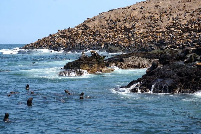 Lima: Palomino Islands Excursion & Swimming with Sea Lions with Hotel Transfers - Snacks, photos, and what to bring