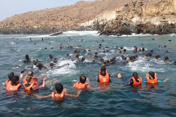 Lima: Palomino Islands Excursion & Swimming with Sea Lions with Hotel Transfers - When to book, and when to skip it