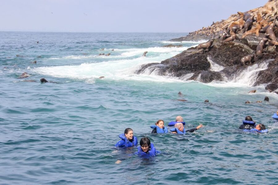 Lima: Palomino Islands Speedboat Tour & Swim with Sea Lions - Practical tips for a better morning or afternoon
