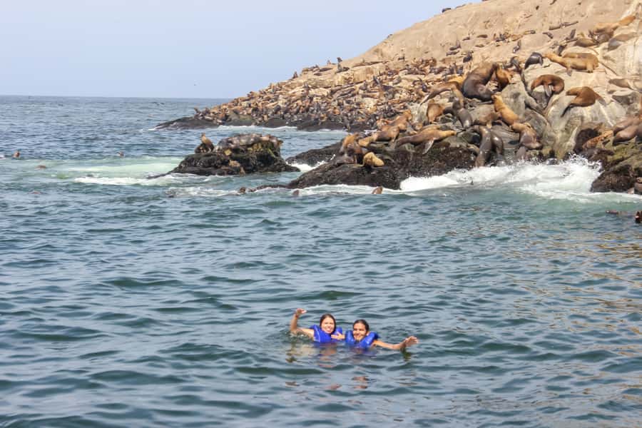 Lima: Palomino Islands Speedboat Tour & Swim with Sea Lions - The bird list is a real bonus