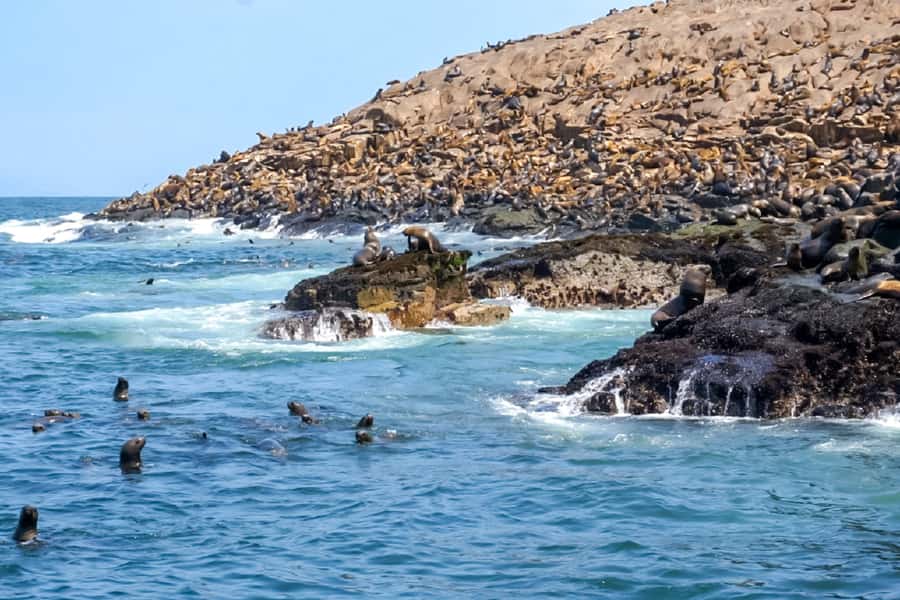 Lima: Palomino Islands Speedboat Tour & Swim with Sea Lions - How the price compares with the time and inclusions