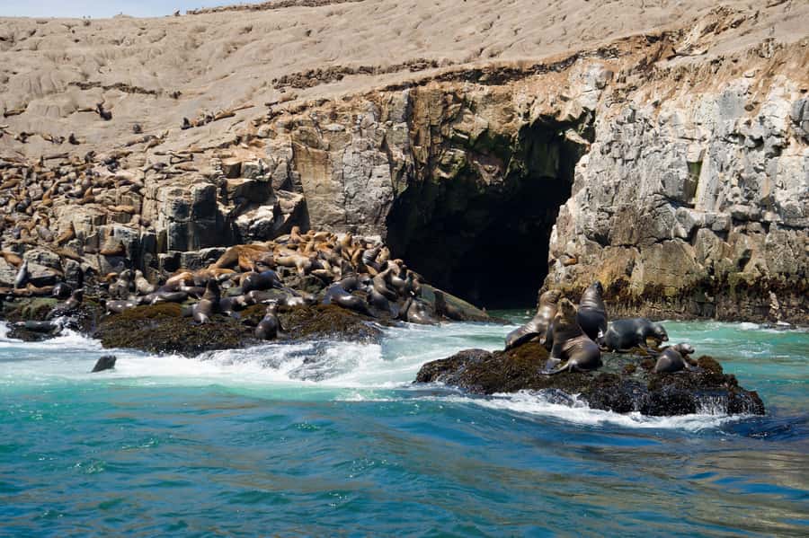 Lima: Sea Lion Swim and Wildlife Palomino Islands Cruise - Five things to know before you book