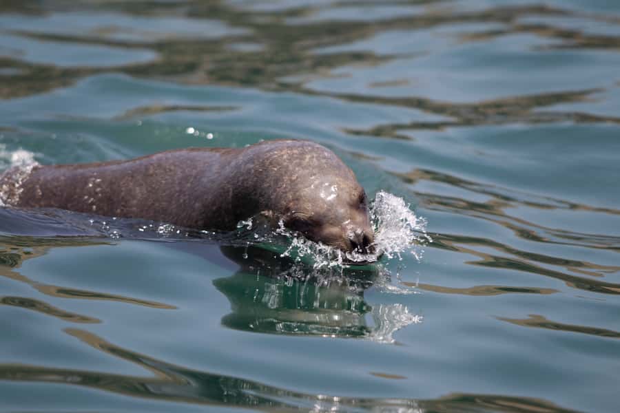 Lima: Sea Lion Swim and Wildlife Palomino Islands Cruise - The Palomino Islands and the sea lion colony