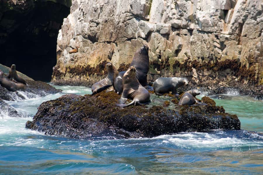 Lima: Sea Lion Swim and Wildlife Palomino Islands Cruise - Birds, penguins, and the trip back