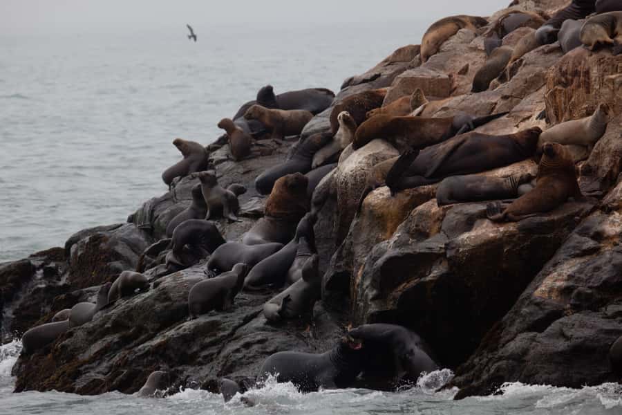 Lima: Sea Lion Swim and Wildlife Palomino Islands Cruise - How the $76 price compares with the experience