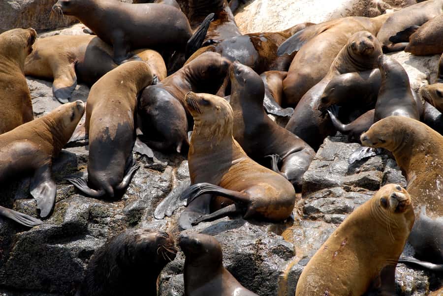 Lima: Sea Lion Swim and Wildlife Palomino Islands Cruise - Who will enjoy this most