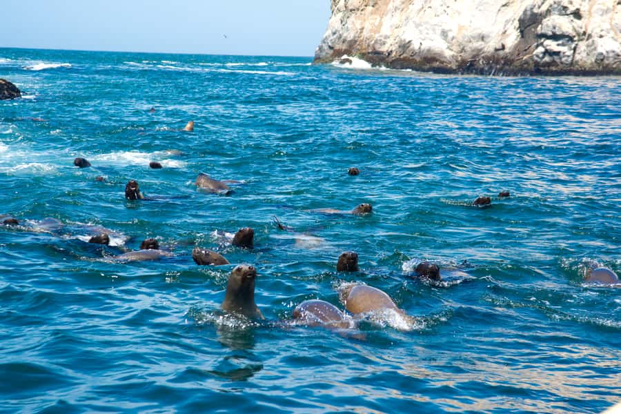 Lima: Sea Lion Swim and Wildlife Palomino Islands Cruise - Cruising toward San Lorenzo Island