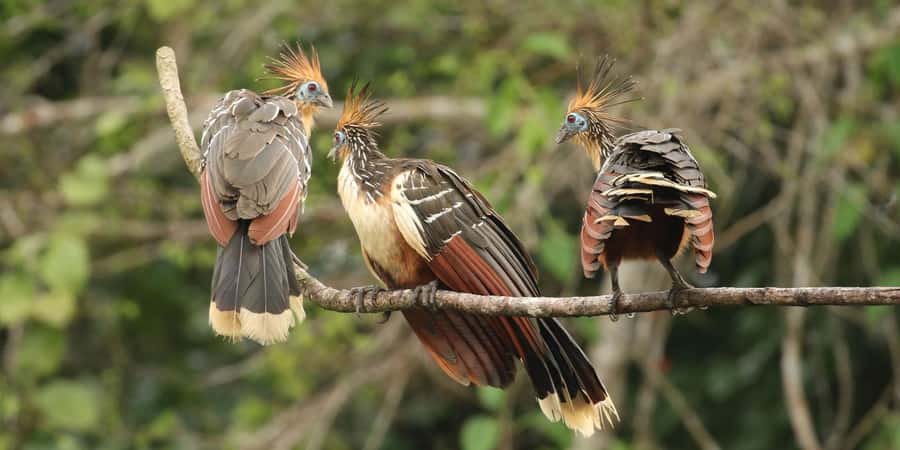 Living Nature from Cusco: 3 Days Manu Jungle all inclusive - Key points to know before you go