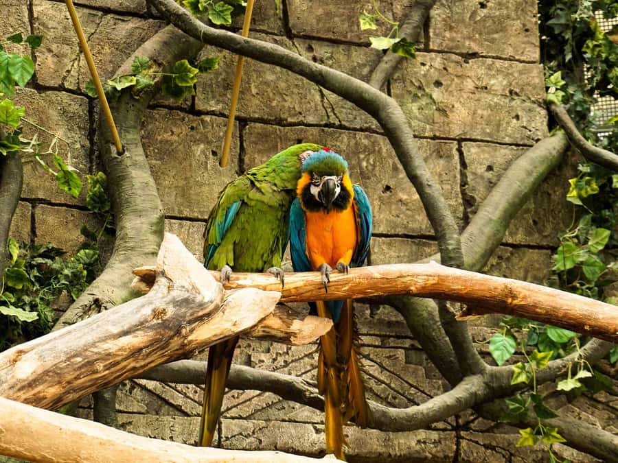 Living Nature from Cusco: 3 Days Manu Jungle all inclusive - The early morning parrot clay lick