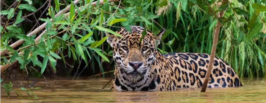 Living Nature from Cusco: 3 Days Manu Jungle all inclusive - How much value is there at $390?