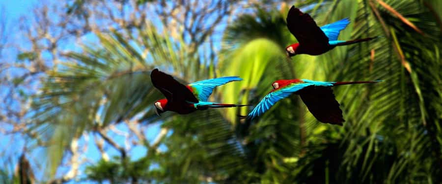 Living Nature from Cusco: 3 Days Manu Jungle all inclusive - Who should book this Manu tour?