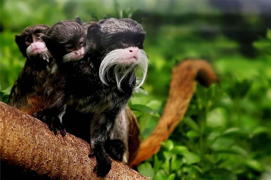 Living Nature from Cusco: 3 Days Manu Jungle all inclusive - What the first lodge means for your comfort