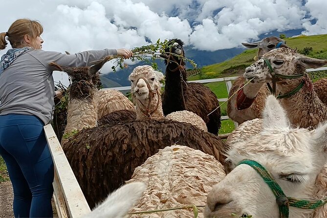 Lunch, Llamas & Textiles Experience (Cusco Region): ANDEAN COLORS - Lunch with quinoa, corn, and chicha morada