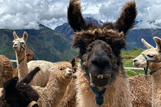 Lunch, Llamas & Textiles Experience (Cusco Region): ANDEAN COLORS - From alpaca fiber to finished textiles