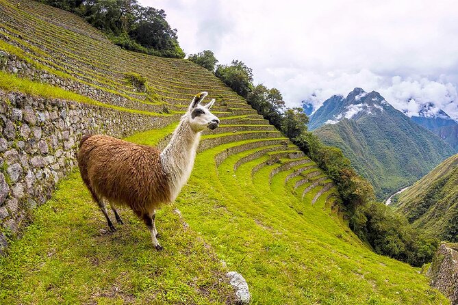 Machu Picchu 1-Day By Panoramic Vistadome Train - Who should choose this Machu Picchu tour