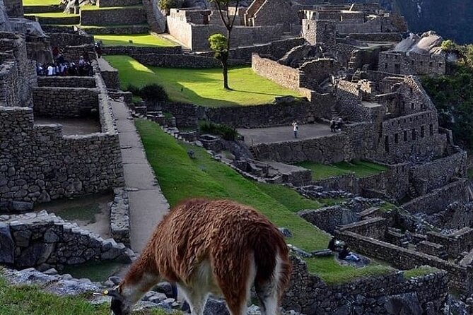 Machu Picchu 1 Day by Train from Cusco - Is $336.96 good value?