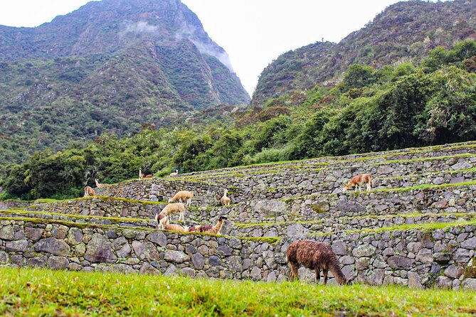 Machu Picchu Circuit 2 by Panoramic Train 2Day/1Night in Private - Why the two-day plan makes sense