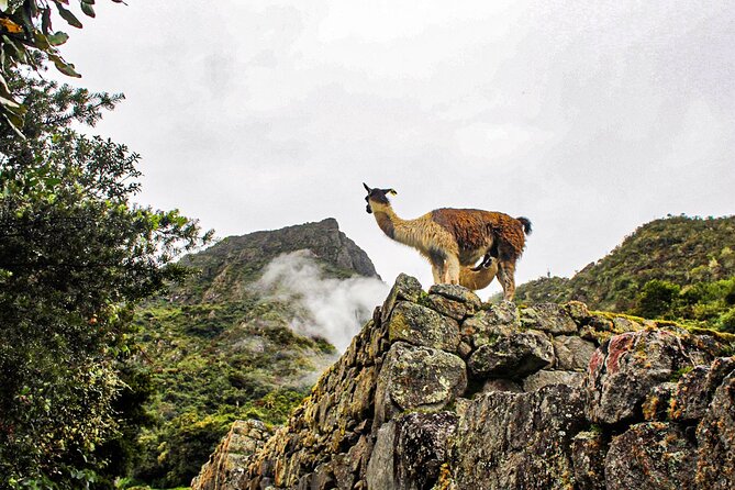 Machu Picchu Circuit 2 by Panoramic Train 2Day/1Night in Private - Aguas Calientes: one useful night before the ruins