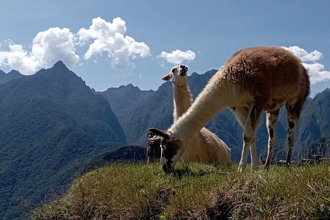 Machu Picchu Day Trip From Cusco By Panoramic Vistadome Train - Practical tips for making the day work