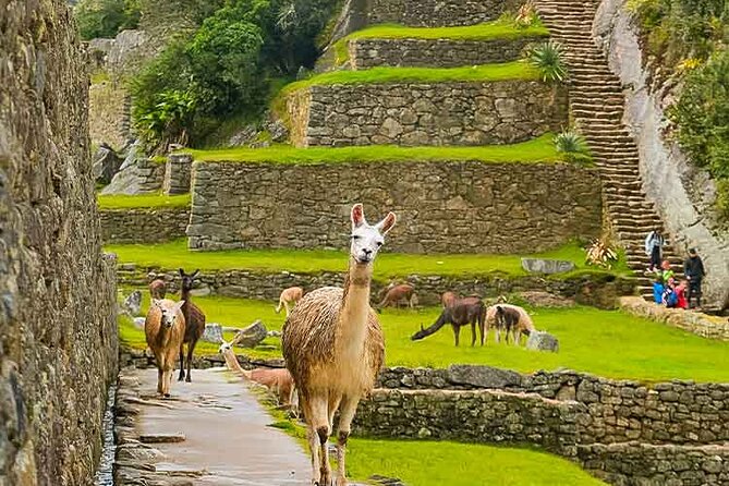 Machu Picchu Day Trip from Ollantaytambo and Urubamba - Who should book this experience?