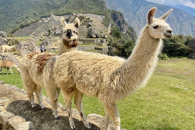 Machu Picchu from Cusco : tickets, guide and more - Why a guide matters at this site