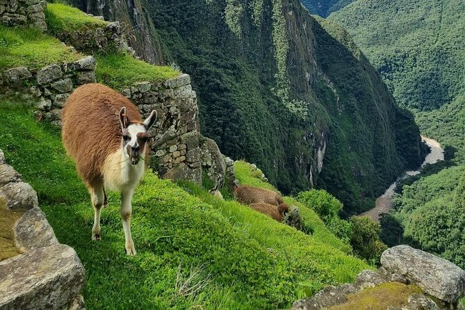 Machu Picchu from Cusco : tickets, guide and more - The main practical drawbacks