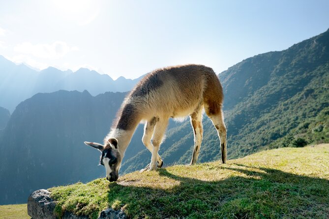 Machu Picchu Full-Day Tour by Train from Cusco - Small Group - Entering Machu Picchu from the upper area