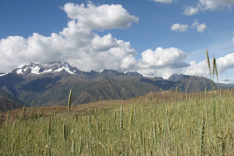 Machu Picchu: Private Full-Day Tour with Afternoon Entrance - Walking through Machu Picchu with a private guide