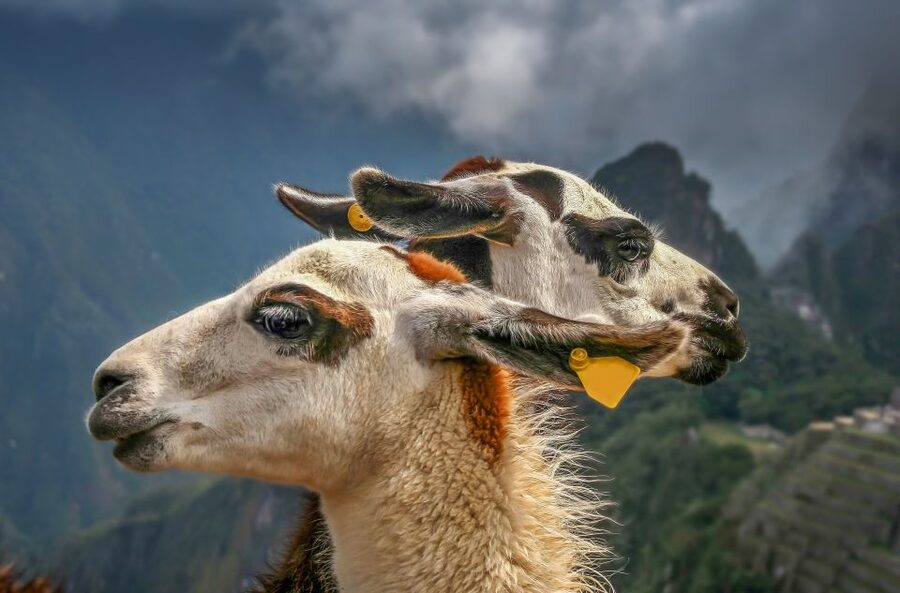 Machu Picchu: Private Full-Day Tour with Afternoon Entrance - Who should book this private afternoon tour?