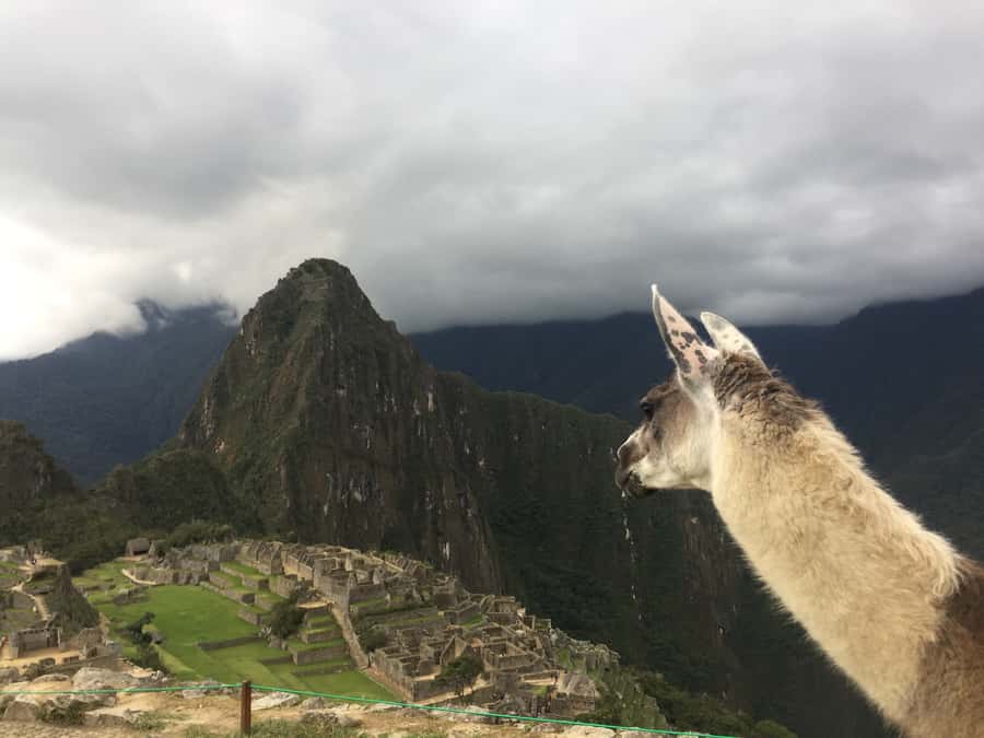 Machu Picchu: Private Tour Guide Service - Is $98 good value for your group?