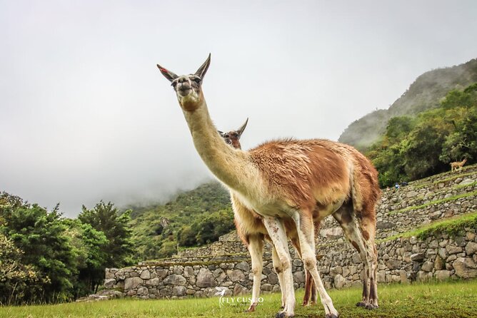 Machu Picchu Ticket, Bus & Private Guide - Language Options - Key points to know before booking