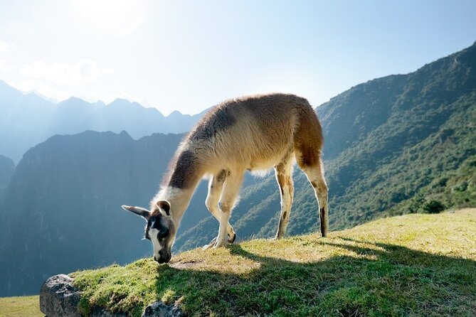 Machu Picchu Tour by Train - Key points to know before you book