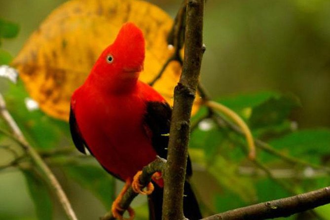 Manu Jungle Exploring: 5 Day Amazon & Cloud Forest Adventure - Five details that shape the experience