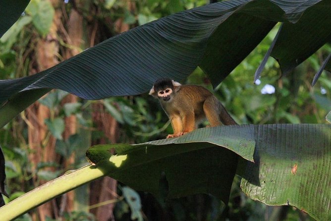 Manu Jungle Exploring: 5 Day Amazon & Cloud Forest Adventure - Lodges, tents, and the comfort level to expect