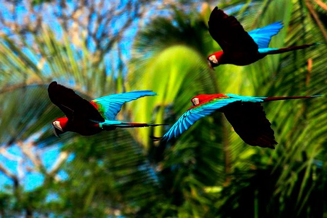 Manu Jungle Exploring: 5 Day Amazon & Cloud Forest Adventure - Day 2: roads, river travel, and Aguas Calientes