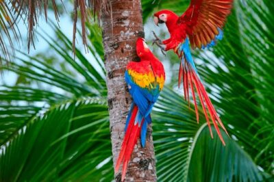 Manu Jungle Tour (4 Days)