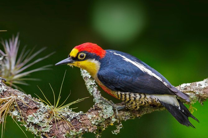 Manu Jungle Tour (4 Days) - The strongest part: guides who make animals easier to find