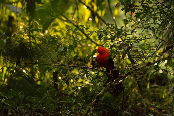 Manu Jungle Tour (4 Days) - Who should book this four-day Manu tour?